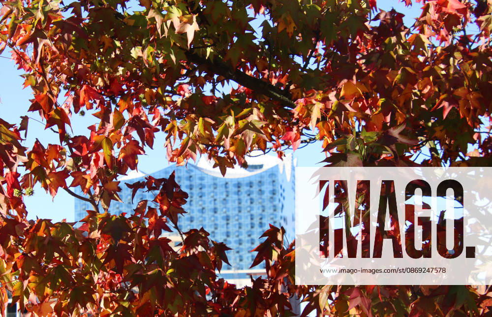 Golden October in Hamburg: Colorful leaves glisten in the sunlight
