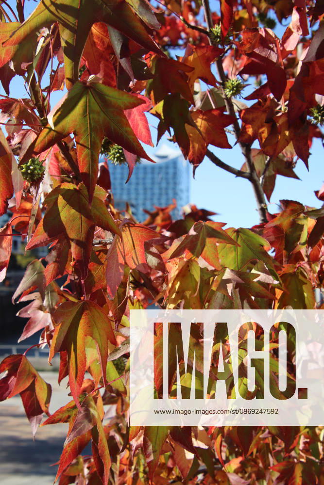 Golden October in Hamburg: Colorful leaves glisten in the sunlight