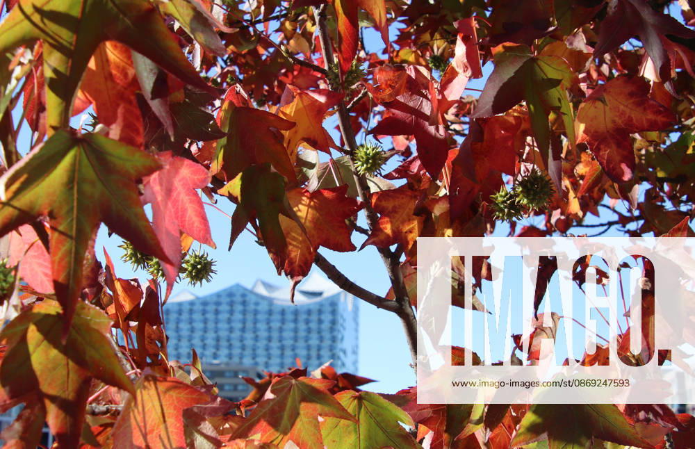 Golden October in Hamburg: Colorful leaves glisten in the sunlight