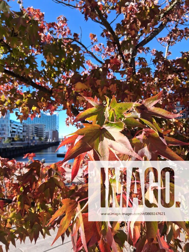 Golden October in Hamburg: Colorful leaves glisten in the sunlight