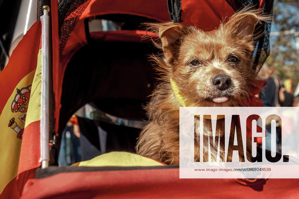 A small dog rides in a flag-covered stroller during a demonstration marking Spainâ€⠢s National Day. Barcelona Spain - ZUMAo105 20261012_fap_o105_016