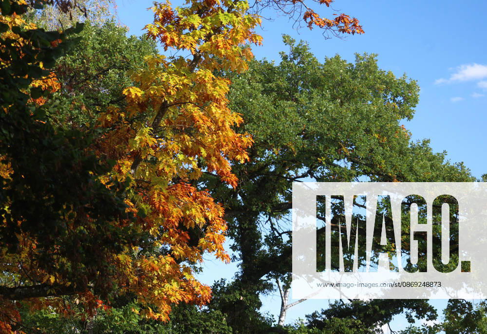 An autumn day in Feldafing, Feldafinger Park, Starnberg District. Here is a view of colorful trees, fall foliage, deciduous trees, autumnal, a play of colors, autumn leaves, fall colors, leaf coloration, red, yellow, red foliage, yellow foliage, natural spectacle, autumn scene