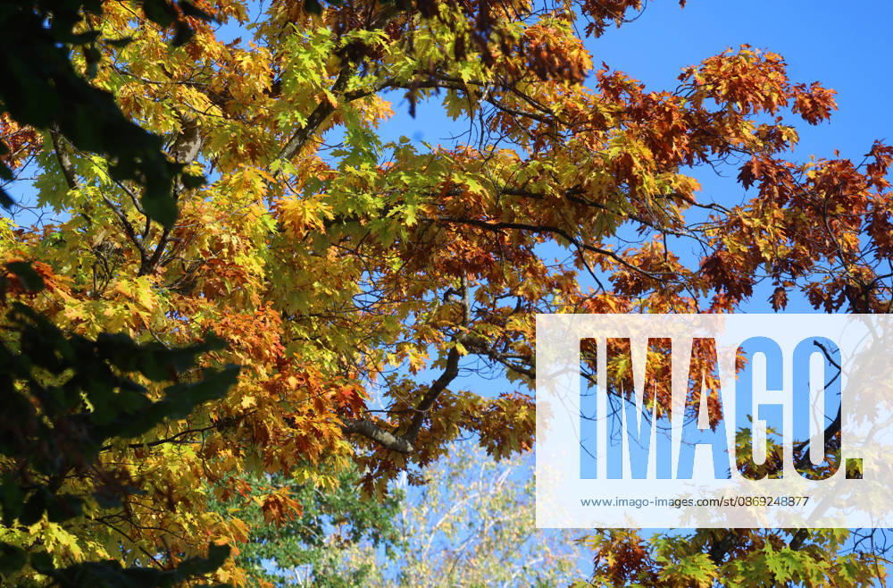 An autumn day in Feldafing, Feldafinger Park, Starnberg District. Here is a view of colorful trees, fall foliage, deciduous trees, autumnal, a play of colors, autumn leaves, fall colors, leaf coloration, red, yellow, red foliage, yellow foliage, natural spectacle, autumn scene