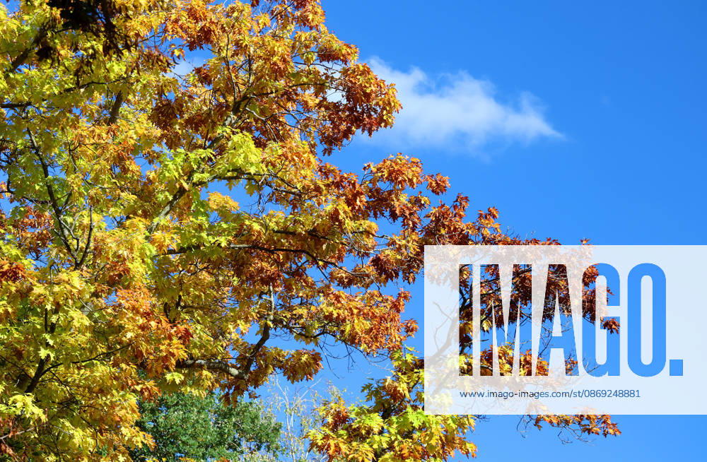 An autumn day in Feldafing, Feldafinger Park, Starnberg District. Here is a view of colorful trees, autumn foliage, deciduous trees, autumnal scenery, a play of colors, autumn leaves, autumn colors, leaf colors, red, yellow, red foliage, yellow foliage, a natural spectacle, an autumn scene