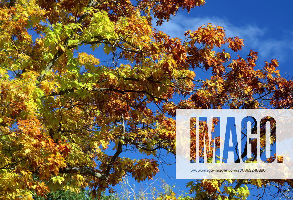 An autumn day in Feldafing, Feldafinger Park, Starnberg District. Here is a view of colorful trees, fall foliage, deciduous trees, autumnal, a play of colors, autumn leaves, fall colors, leaf coloration, red, yellow, red foliage, yellow foliage, natural spectacle, autumn scene