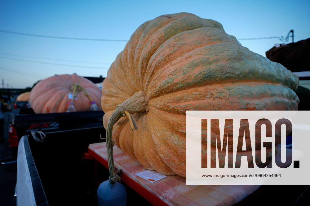 53rd Annual Safeway World Championship Pumpkin Weigh-Off in Half Moon Bay HALF MOON BAY, CA - OCTOBER 12: 53rd annual Safeway World Championship Pumpkin Weigh-Off is held at the I.D.E.S. Grounds in Half Moon Bay, California, United States on October 12, 2026. Tayfun Coskun Anadolu California United States. Editorial use only. Please get in touch for any other usage.