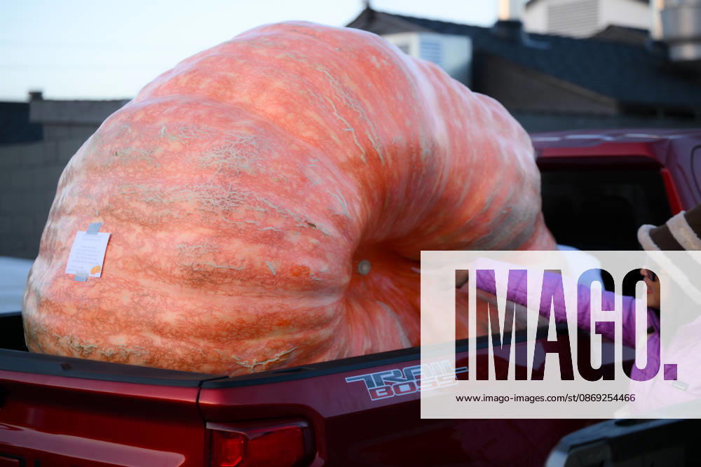 53rd Annual Safeway World Championship Pumpkin Weigh-Off in Half Moon Bay HALF MOON BAY, CA - OCTOBER 12: 53rd annual Safeway World Championship Pumpkin Weigh-Off is held at the I.D.E.S. Grounds in Half Moon Bay, California, United States on October 12, 2026. Tayfun Coskun Anadolu California United States. Editorial use only. Please get in touch for any other usage.