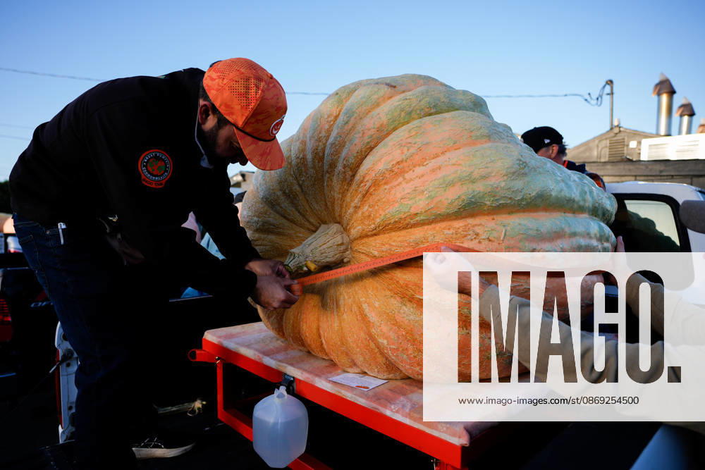 53rd Annual Safeway World Championship Pumpkin Weigh-Off in Half Moon Bay HALF MOON BAY, CA - OCTOBER 12: 53rd annual Safeway World Championship Pumpkin Weigh-Off is held at the I.D.E.S. Grounds in Half Moon Bay, California, United States on October 12, 2026. Tayfun Coskun Anadolu California United States. Editorial use only. Please get in touch for any other usage.