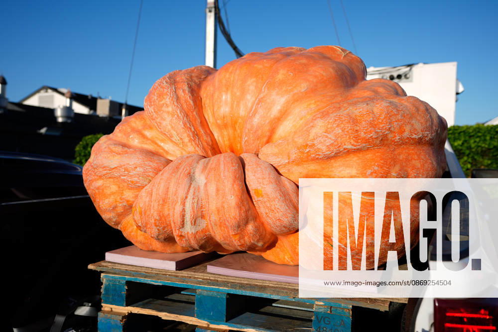 53rd Annual Safeway World Championship Pumpkin Weigh-Off in Half Moon Bay HALF MOON BAY, CA - OCTOBER 12: 53rd annual Safeway World Championship Pumpkin Weigh-Off is held at the I.D.E.S. Grounds in Half Moon Bay, California, United States on October 12, 2026. Tayfun Coskun Anadolu California United States. Editorial use only. Please get in touch for any other usage.