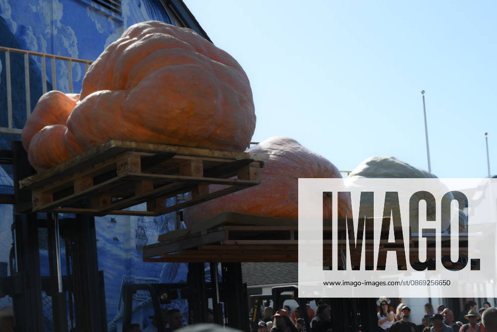 53rd Annual Safeway World Championship Pumpkin Weigh-Off in Half Moon Bay HALF MOON BAY, CA - OCTOBER 12: 53rd annual Safeway World Championship Pumpkin Weigh-Off is held at the I.D.E.S. Grounds in Half Moon Bay, California, United States on October 12, 2026. Tayfun Coskun Anadolu California United States. Editorial use only. Please get in touch for any other usage.