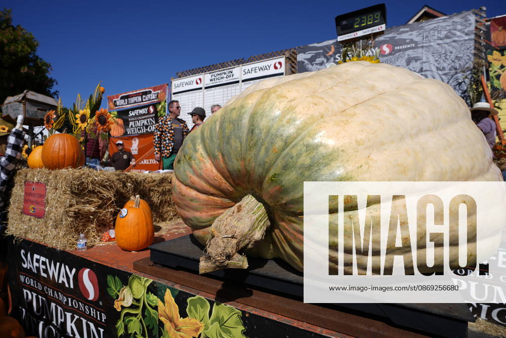 53rd Annual Safeway World Championship Pumpkin Weigh-Off in Half Moon Bay HALF MOON BAY, CA - OCTOBER 12: Travis Gienger from Anoka, Minnesota won with his giant pumpkin weighted 2,389 pound during the 53rd annual Safeway World Championship Pumpkin Weigh-Off is held at the I.D.E.S. Grounds in Half Moon Bay, California, United States on October 12, 2026. Tayfun Coskun Anadolu California United States. Editorial use only. Please get in touch for any other usage.