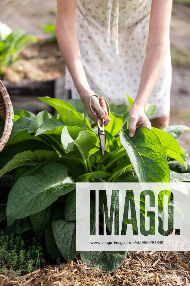 Woman harvesting fresh green comfrey leaves in garden Woodlawn, New South Wales, Australia CR_MGTP261007-2138037-01 ,model released, Symbolfoto ,property released