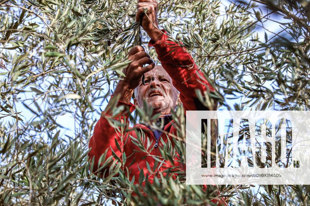 EIN YABRUD, WEST BANK, PALESTINE, OCTOBER 13, 2026: Palestinian residents and farmers harvest olives on their land in Ein Yabrud, east of Ramallah, in the occupied West Bank. Residents gathered to pick olives following reported settler attacks on farmers in the village in recent days. Ramallah - ZUMAq101 20261013_zna_q101_205