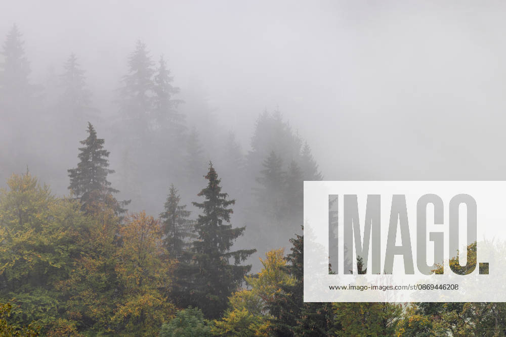 Fall in the Allgäu: Fog rises among the trees in the forest, Bad Hindelang, Bavaria, Germany
