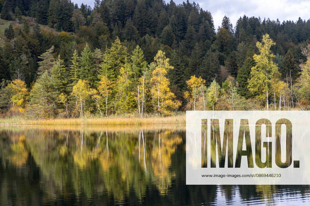 Fall in the Allgäu: A view of the fall landscape at Schwansee, Schwangau, Bavaria, Germany