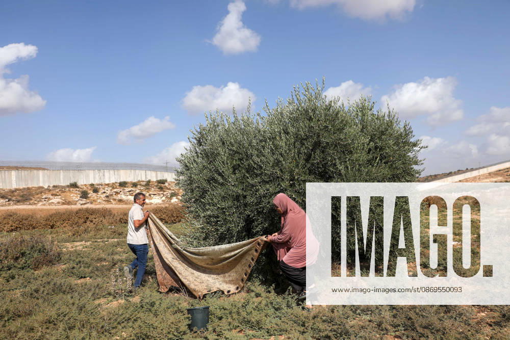 Olive harvest in West Bank BEIT AWWA, WEST BANK, PALESTINE - OCTOBER 15: Palestinian farmers harvest olives in an olive grove near the separation wall built by Israel in the town of Beit Awwa, west of Hebron, West Bank, Palestine, on October 15, 2026. Palestinian farmers frequently face attacks by Israeli forces and Israeli settlers during the ongoing olive harvest season. Mamoun Wazwaz Anadolu Beit Awwa West Bank. Editorial use only. Please get in touch for any other usage.