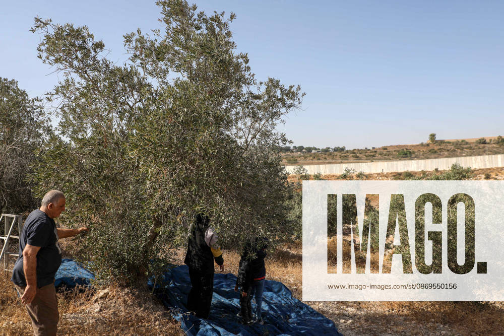 Olive harvest in West Bank BEIT AWWA, WEST BANK, PALESTINE - OCTOBER 15: Palestinian farmers harvest olives in an olive grove near the separation wall built by Israel in the town of Beit Awwa, west of Hebron, West Bank, Palestine, on October 15, 2026. Palestinian farmers frequently face attacks by Israeli forces and Israeli settlers during the ongoing olive harvest season. Mamoun Wazwaz Anadolu Beit Awwa West Bank. Editorial use only. Please get in touch for any other usage.
