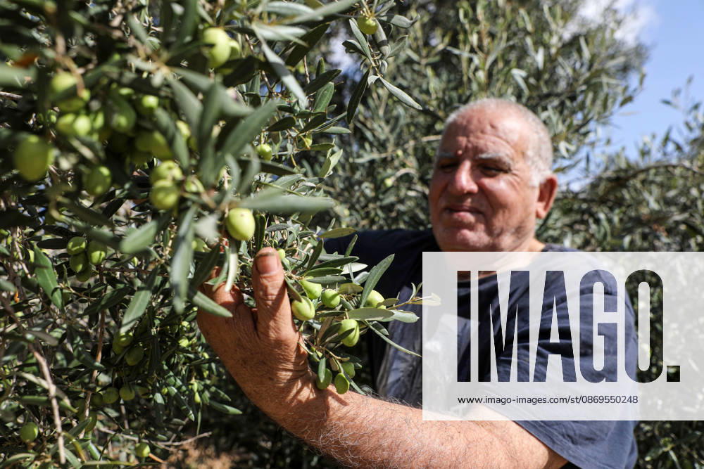 Olive harvest in West Bank BEIT AWWA, WEST BANK, PALESTINE - OCTOBER 15: A Palestinian farmer harvests olives in an olive grove near the separation wall built by Israel in the town of Beit Awwa, west of Hebron, West Bank, Palestine, on October 15, 2026. Palestinian farmers frequently face attacks by Israeli forces and Israeli settlers during the ongoing olive harvest season. Mamoun Wazwaz Anadolu Beit Awwa West Bank. Editorial use only. Please get in touch for any other usage.