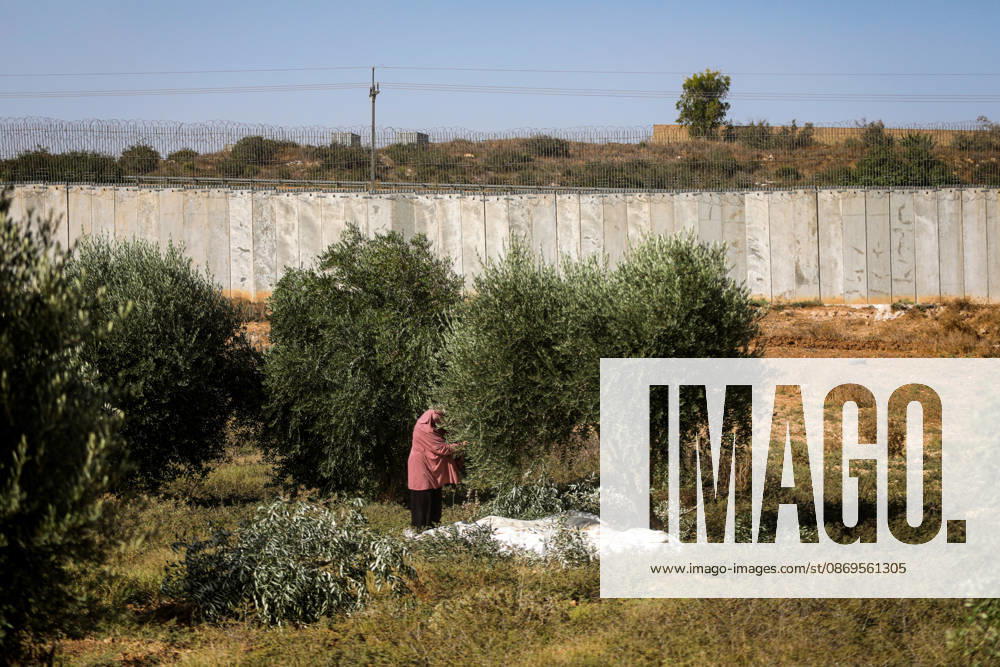 Palestinian Farmers Harvest Olives Near Barrier West of Hebron Palestinian farmers pick olives during the harvest season in a field in the village of Beit Awwa, west of Hebron, in the occupied West Bank, on October 15, 2026, near the Israeli separation barrier. Photo by Mamoun Wazwaz apaimages Hebron West Bank Palestinian Territory 151026_Hebron_MW_00(25)