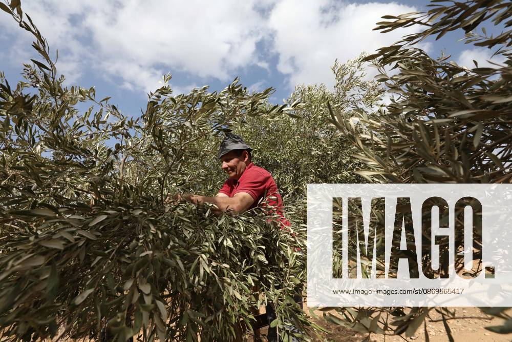 Nablus, Palestine, State of: NABLUS, WEST BANK, PALESTINE, OCTOBER 15, 2026: Palestinian farmers harvest olives during the annual olive-picking season in Nablus, in the occupied West Bank. Nablus Palestine, State of - ZUMAq101 20261015_zna_q101_101