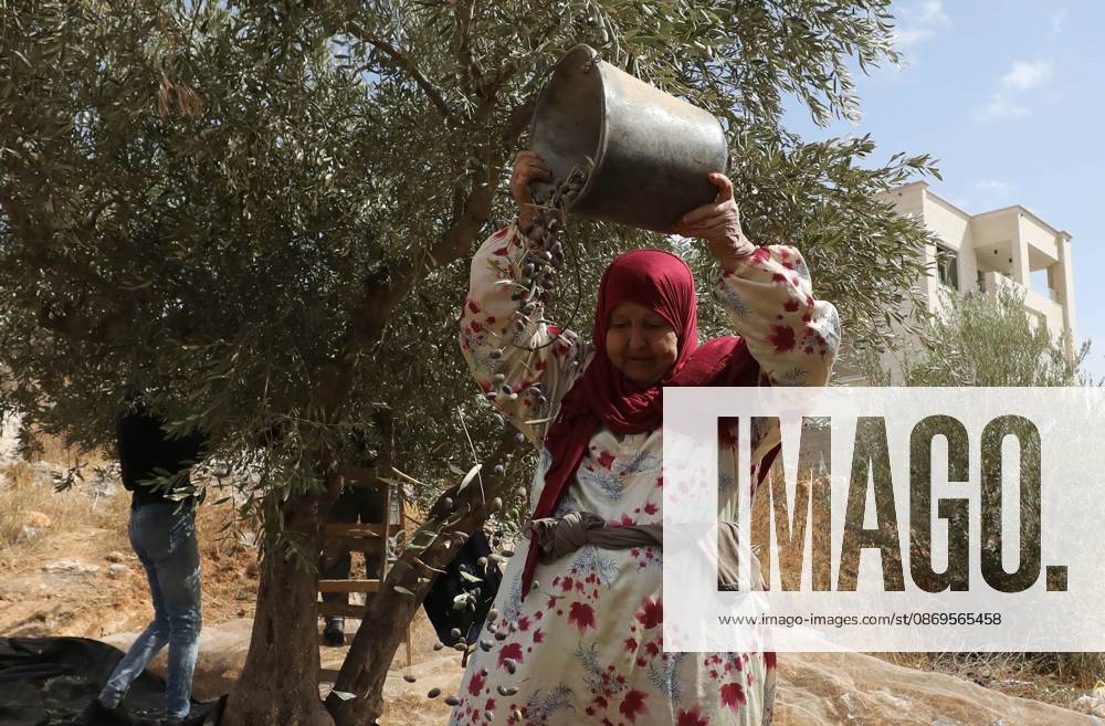 Olive Harvest In Nablus NABLUS, WEST BANK, PALESTINE, OCTOBER 15, 2026: Palestinian farmers harvest olives during the annual olive-picking season in Nablus, in the occupied West Bank. NABLUS Palestine, State of