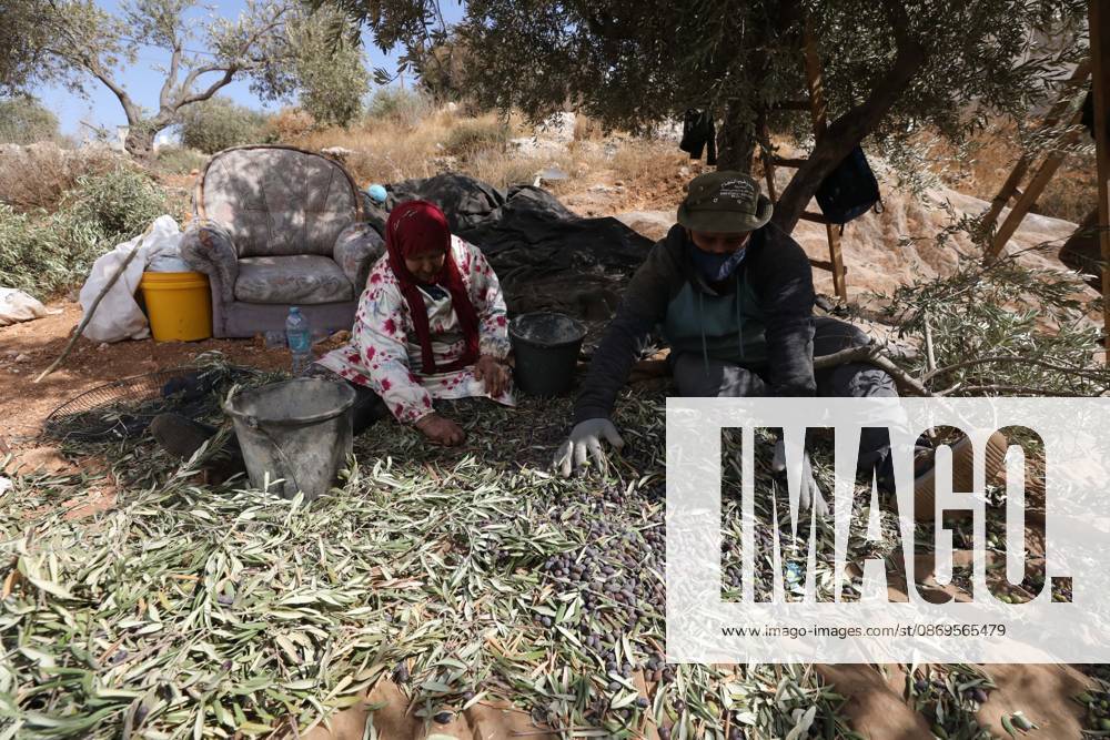 Olive Harvest In Nablus NABLUS, WEST BANK, PALESTINE, OCTOBER 15, 2026: Palestinian farmers harvest olives during the annual olive-picking season in Nablus, in the occupied West Bank. NABLUS Palestine, State of