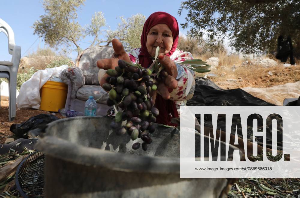 Nablus, Palestine, State of: NABLUS, WEST BANK, PALESTINE, OCTOBER 15, 2026: Palestinian farmers harvest olives during the annual olive-picking season in Nablus, in the occupied West Bank. Nablus Palestine, State of - ZUMAq101 20261015_zna_q101_113