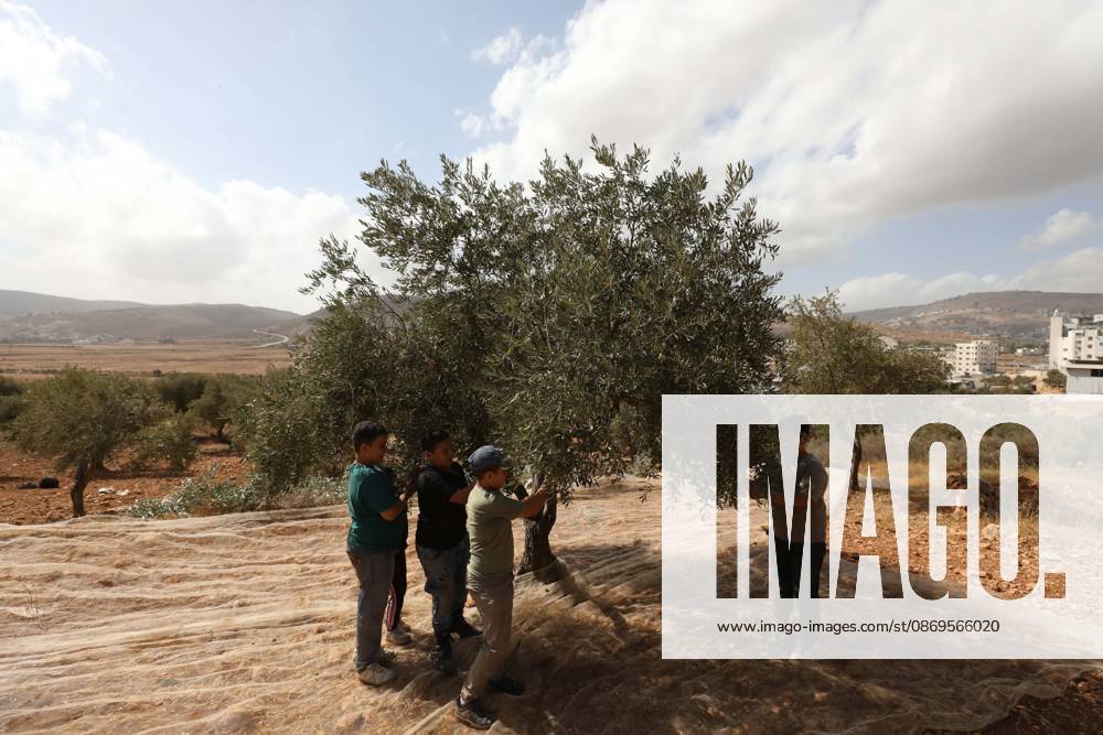 Nablus, Palestine, State of: NABLUS, WEST BANK, PALESTINE, OCTOBER 15, 2026: Palestinian farmers harvest olives during the annual olive-picking season in Nablus, in the occupied West Bank. Nablus Palestine, State of - ZUMAq101 20261015_zna_q101_115