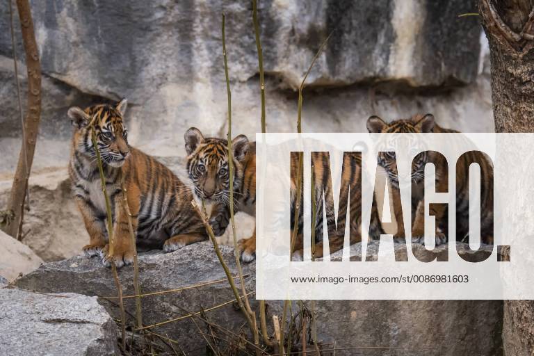 On 22 11 2018 the four Sumatra tiger babies Panthera tigris sumatrae born on 04 08 2018 in the zoo Berlin Friedrichsfelde received the names Kiara Oscar Willi and Seri Sumatra Tiger belong to the rarest big cats of the world According to estimates only 350 to 450 tigers live in the rain forests of Sumatra in freedom Volker Hohlfeld Tiger Baptism