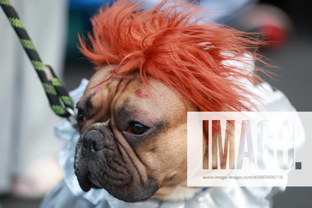 Thousands join annual Zombie Walk in Mexico City MEXICO CITY, MEXICO - OCTOBER 18: A dog is seen during the annual Zombie Walk along the streets of the historic center in Mexico City, Mexico, on October 18, 2026. Thousands of people dressed as zombies and horror movie characters gather for the event, which is held annually in major cities around the world. Daniel Cardenas Anadolu Mexico City Mexico. Editorial use only. Please get in touch for any other usage.