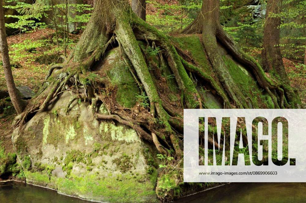 Tree roots on the banks of the Kirnitzsch in Saxon Switzerland