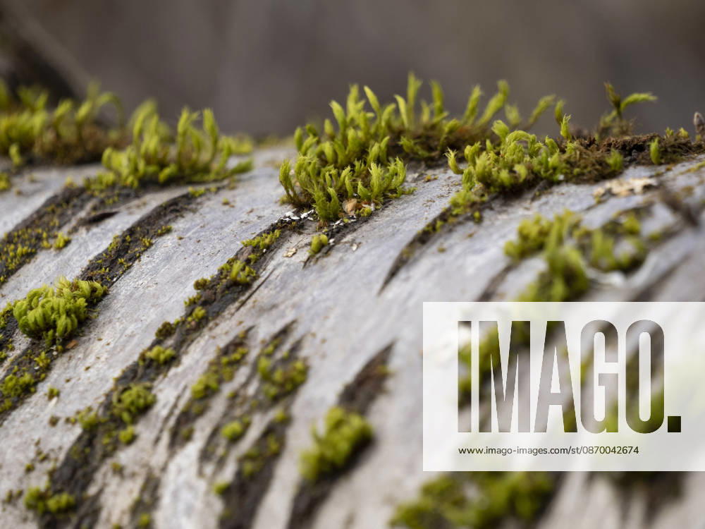 Usa, Washington State, Bellevue. Moss on tree close-up