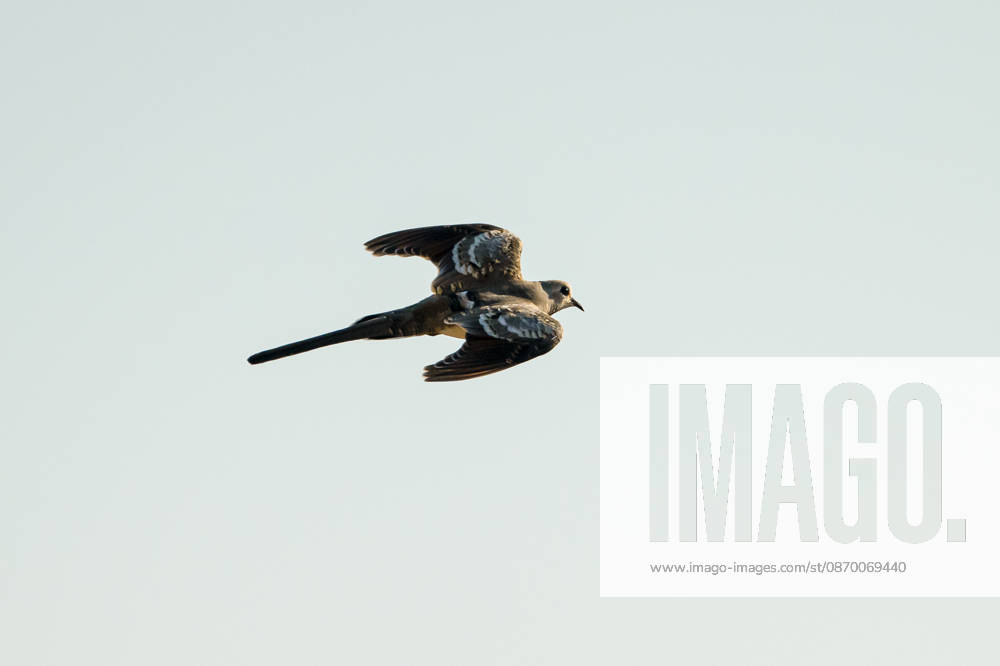 Rare Namaqua Doves spotted at wetland in southeastern Turkiye GAZIANTEP, TURKIYE - SEPTEMBER 23: A family of Namaqua doves (Oena capensis), a species rarely seen in Turkiye, has been spotted at Hancagiz Wetland in Gaziantep, Turkiye on September 23, 2026. The slender birds, known for their long tails and distinctive colors and patterns in flight, rest in pistachio trees and moving around the area. Alper Tuydes Anadolu Gaziantep Turkey. Editorial use only. Please get in touch for any other usage.