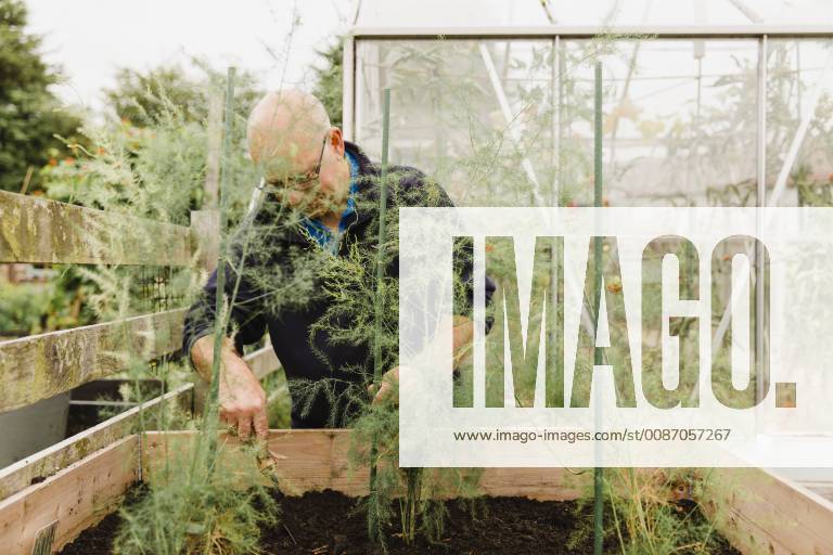 Senior man digging soil in allotment model released Symbolfoto NMSF00253
