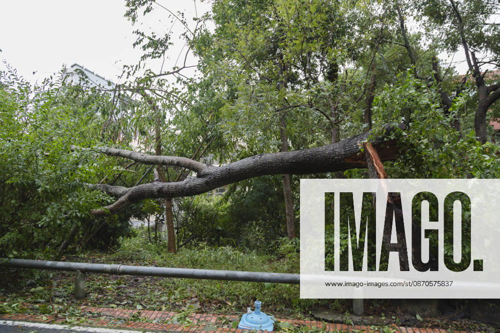 A view of an fallen tree that have been blown down by strong winds from Typhoon Champi next to the bikeway, in Taichung, Taiwan. The Central Weather Administration (CWA) has lifted its land warning for Typhoon Champi, which has been downgraded into a tropical storm. According to the Central Emergency Operations Center (CEOC), the strong winds and heavy rains of Champi had left one person dead and 527 injured in Taiwan as of Saturday morning. Taichung Taiwan - ZUMAc217 20261024_zip_c217_007
