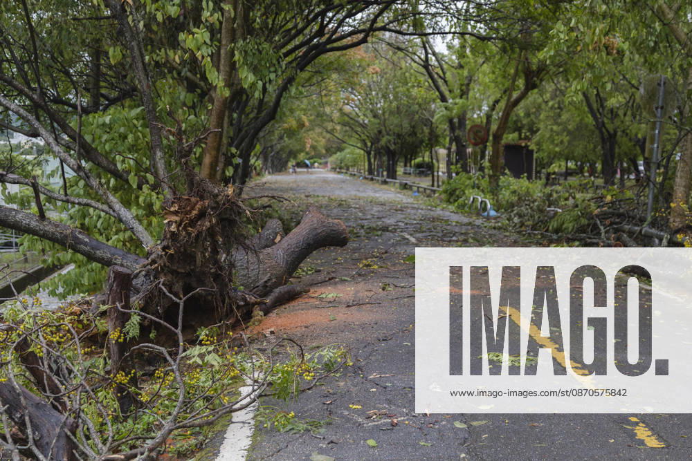 A view of an uprooted tree that have been blown down by strong winds from Typhoon Champi next to the bikeway, in Taichung, Taiwan. The Central Weather Administration (CWA) has lifted its land warning for Typhoon Champi, which has been downgraded into a tropical storm. According to the Central Emergency Operations Center (CEOC), the strong winds and heavy rains of Champi had left one person dead and 527 injured in Taiwan as of Saturday morning. Taichung Taiwan - ZUMAc217 20261024_zip_c217_008
