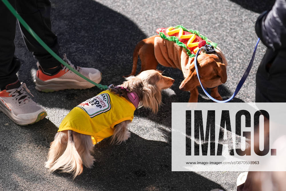 Howl oween Festival in Toronto TORONTO, CANADA - OCTOBER 24 : Dogs dressed in Halloween costumes are seen at the Bentway Howl oween festival in Toronto, Ontario, Canada on October 24, 2026. Dogs dressed in Halloween costumes competed in parade followed by prize ceremony. Mert Alper Dervis Anadolu Toronto Canada. Editorial use only. Please get in touch for any other usage.