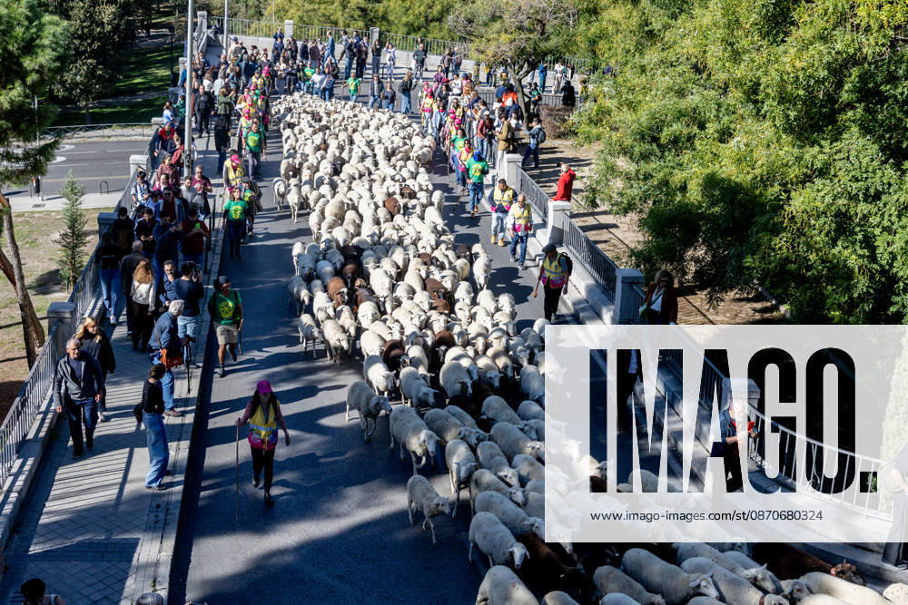 Transhumance Festival in Madrid Flocks of sheep pass through downtown Madrid during the 33rd edition of the Shepherds’ and Transhumance Festival, on October 25, 2026, in Madrid, Spain. A large flock of 1,250 sheep of the Castilian, Rubia, and Entrefina breeds, and 160 Guisanderas and Guadarrama goats, led by members of the Transhumance and Nature Foundation, has traveled through the city from the Casa de Campo to the Plaza de la Villa, where the shepherds presented the 50 maravedís per thousand, the traditional payment for using the livestock trails and crossing municipal boundaries, in accordance with the Concordia of 1418—the agreement between representatives of the Mesta and the Town Council that regulated the passage of livestock. OCTO