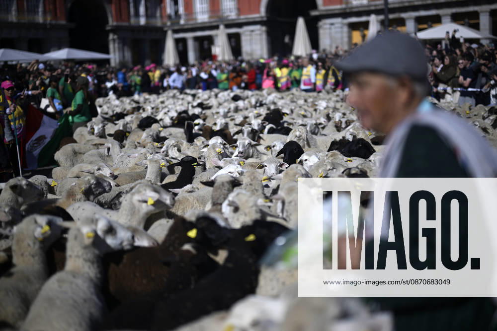 Madrid hosts annual Trashumancia Festival as sheep parade through city center MADRID, SPAIN - OCTOBER 25: Over one thousand sheep are driven through the city center of Madrid, Spain, as part of the annual Trashumancia Festival (Fiesta de la Trashumancia) on October 25, 2026. The event revives a Medieval transhumance tradition that has been officially celebrated in the Spanish capital since 1994. Burak Akbulut Anadolu Madrid Spain. Editorial use only. Please get in touch for any other usage.
