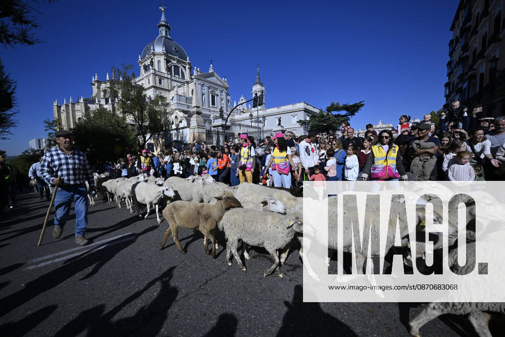 Madrid hosts annual Trashumancia Festival as sheep parade through city center MADRID, SPAIN - OCTOBER 25: Over one thousand sheep are driven through the city center of Madrid, Spain, as part of the annual Trashumancia Festival (Fiesta de la Trashumancia) on October 25, 2026. The event revives a Medieval transhumance tradition that has been officially celebrated in the Spanish capital since 1994. Burak Akbulut Anadolu Madrid Spain. Editorial use only. Please get in touch for any other usage.
