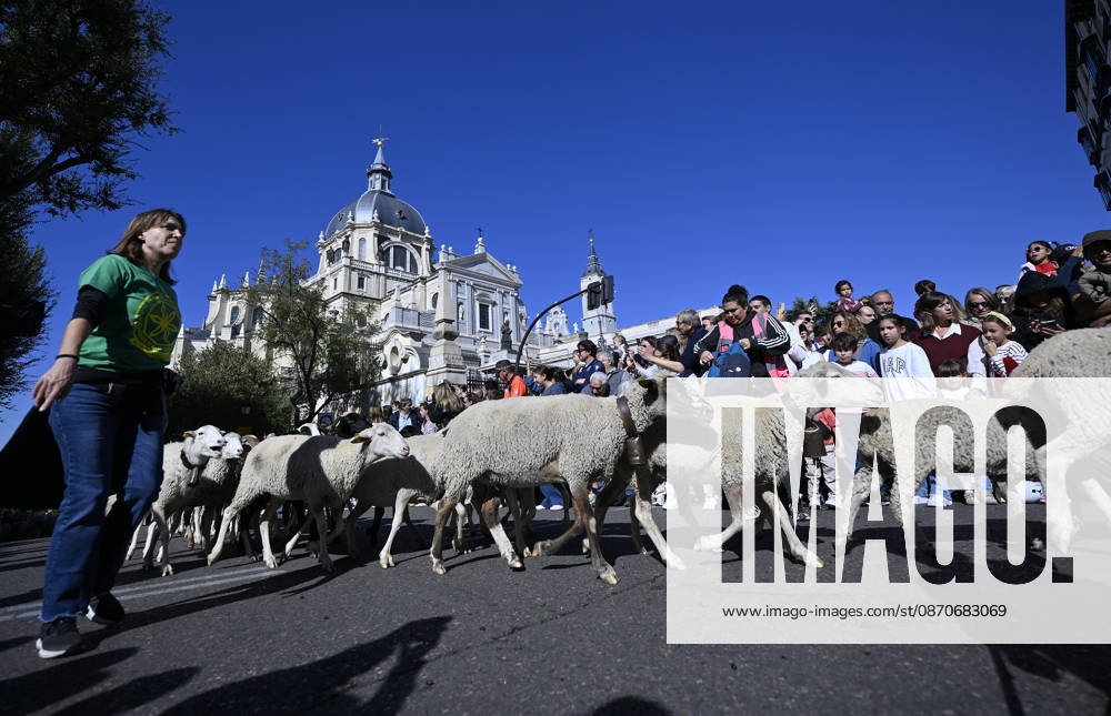 Madrid hosts annual Trashumancia Festival as sheep parade through city center MADRID, SPAIN - OCTOBER 25: Over one thousand sheep are driven through the city center of Madrid, Spain, as part of the annual Trashumancia Festival (Fiesta de la Trashumancia) on October 25, 2026. The event revives a Medieval transhumance tradition that has been officially celebrated in the Spanish capital since 1994. Burak Akbulut Anadolu Madrid Spain. Editorial use only. Please get in touch for any other usage.