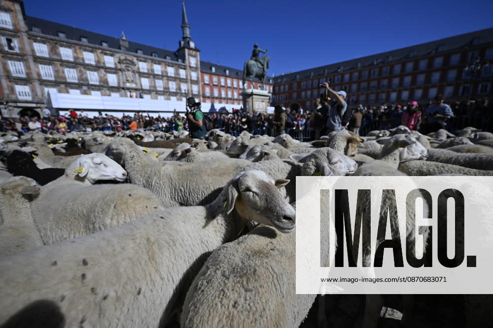 Madrid hosts annual Trashumancia Festival as sheep parade through city center MADRID, SPAIN - OCTOBER 25: Over one thousand sheep are driven through the city center of Madrid, Spain, as part of the annual Trashumancia Festival (Fiesta de la Trashumancia) on October 25, 2026. The event revives a Medieval transhumance tradition that has been officially celebrated in the Spanish capital since 1994. Burak Akbulut Anadolu Madrid Spain. Editorial use only. Please get in touch for any other usage.