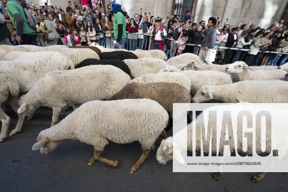 More than a thousand sheep pass through the center of Madrid, as part of the Transhumance Festival, which revives a medieval transhumance tradition celebrated annually in Madrid, Spain Madrid Spain - ZUMAs197 20261025_aaa_s197_029