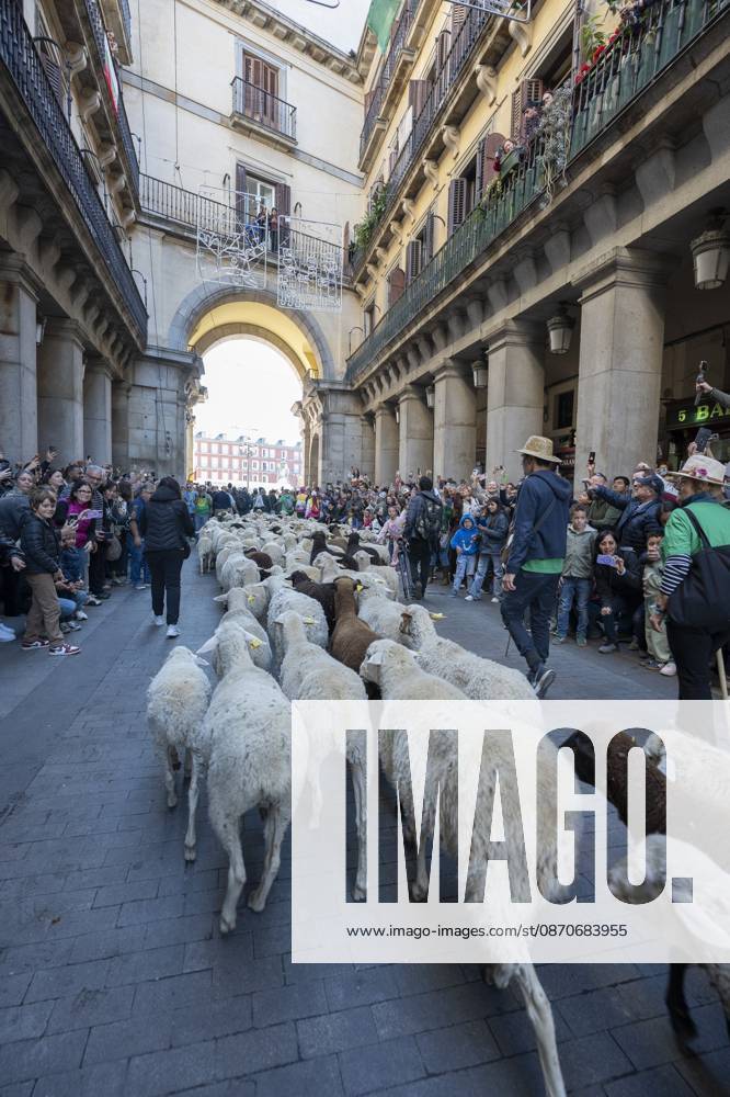 More than a thousand sheep pass through the center of Madrid, as part of the Transhumance Festival, which revives a medieval transhumance tradition celebrated annually in Madrid, Spain Madrid Spain - ZUMAs197 20261025_aaa_s197_033