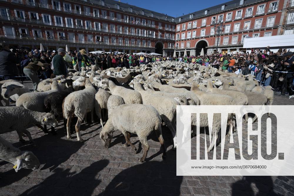 More than a thousand sheep pass through the center of Madrid, as part of the Transhumance Festival, which revives a medieval transhumance tradition celebrated annually in Madrid, Spain Madrid Spain - ZUMAs197 20261025_aaa_s197_040