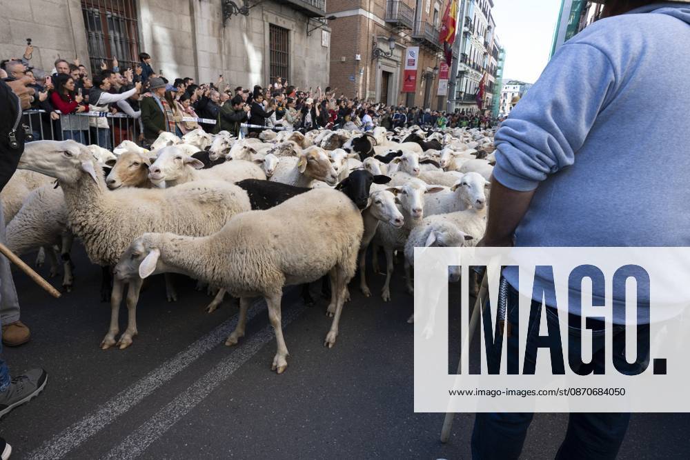 More than a thousand sheep pass through the center of Madrid, as part of the Transhumance Festival, which revives a medieval transhumance tradition celebrated annually in Madrid, Spain Madrid Spain - ZUMAs197 20261025_aaa_s197_034