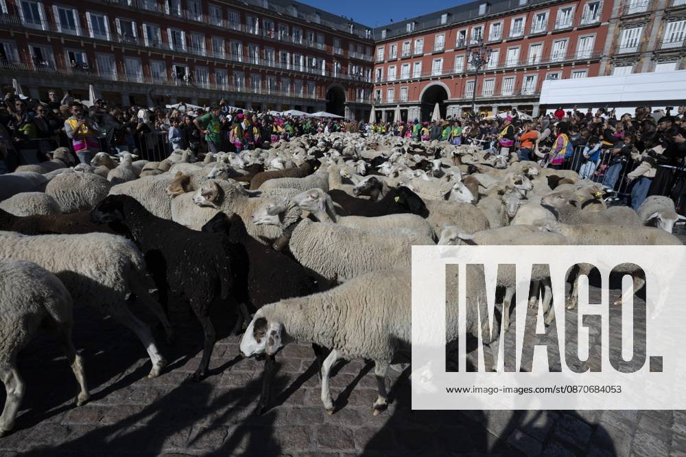 More than a thousand sheep pass through the center of Madrid, as part of the Transhumance Festival, which revives a medieval transhumance tradition celebrated annually in Madrid, Spain Madrid Spain - ZUMAs197 20261025_aaa_s197_036