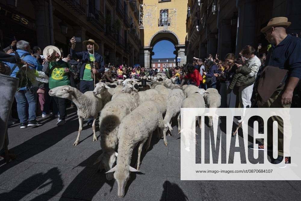 More than a thousand sheep pass through the center of Madrid, as part of the Transhumance Festival, which revives a medieval transhumance tradition celebrated annually in Madrid, Spain Madrid Spain - ZUMAs197 20261025_aaa_s197_041