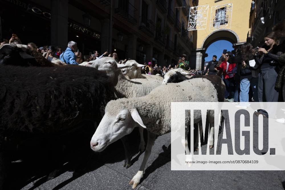 More than a thousand sheep pass through the center of Madrid, as part of the Transhumance Festival, which revives a medieval transhumance tradition celebrated annually in Madrid, Spain Madrid Spain - ZUMAs197 20261025_aaa_s197_042