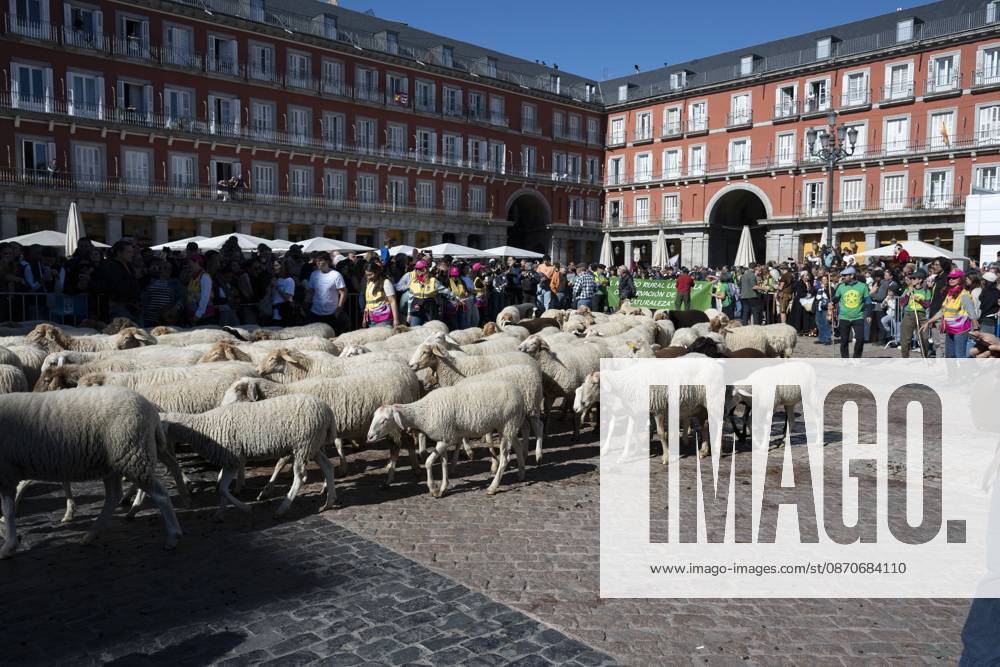 More than a thousand sheep pass through the center of Madrid, as part of the Transhumance Festival, which revives a medieval transhumance tradition celebrated annually in Madrid, Spain Madrid Spain - ZUMAs197 20261025_aaa_s197_043